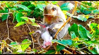 Oh No! Pitiful Baby Monkey Falls and Cries in Pain 😢