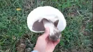 Agaricus macrosporus e Cyclocibe agerita 7/10/2017