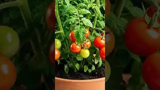 Tomato🍅#fruits   #asmr #tomato  #satisfying