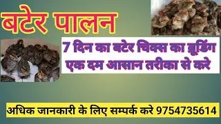 7 days old bater Chicks brooding | 7 दिन का बटेर चिक्स का ब्रूडिंग #birds #baterpalan #poultry