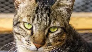 Live with Our Special Needs Kitties at Whisker House