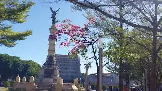 FLORECE EL MAQUILISHUAT EN EL CENTRO HIST&Oacute;RICO DE SAN SALVADOR 