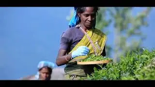 Elpitiya Plantation Corporate AV 2019