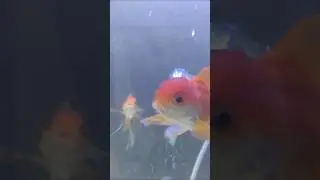 good quality oranda fish 🔥🔥🔥🔥🔥🔥🔥🐟🐟🐟🐟 #shorts #short #shortsfeed #status