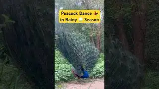 Peacock dance 💃 in rainy season #peacock #wildlifeentertainment #trending #viralvideo #shortvideo