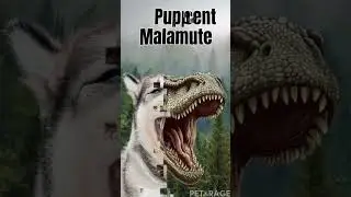 The 3 Stages of Malamute Growth
