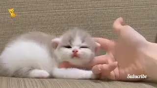 3 weeks old, so cute #cutekitten #cutekittenmeowing #kitten