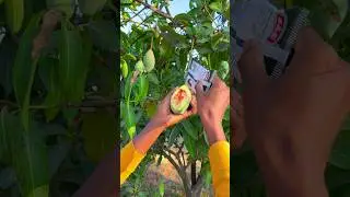 Raw Mango Cutting Skill 😋  #shorts