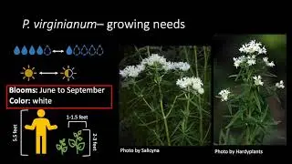 Pycnanthemum virginianum