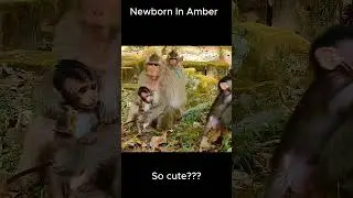 Congratulation! Newborn baby monkey!! #jane #tasana #janet