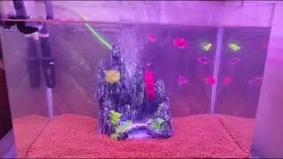 Aquarium #pets #fishtankcleaning #fishtankcare