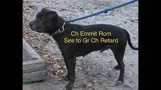 Gr Ch Retard против Crockett