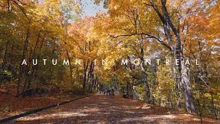 Autumn in Montreal | 4K | L' Automne &Agrave; Montr&eacute;al | Fall Colors