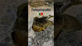 Portugal's Wild Fishing Species🎣 🌅