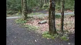 Locust Lake Campground 2010