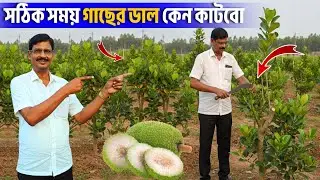 এঁচোড় গাছের ডাল কাটার সঠিক সময় ও সঠিক পদ্ধতি | ফলন বাড়ানোর উপায়