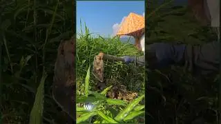 Increasing production and income is the hard truth, #gingerplantation #ginger #foryou #farming