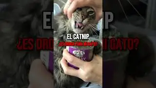 &iquest;Conoces el poder del Catnip para tu gato? 🌿 #catnip #gatosaludables #gatos  #planetafelino