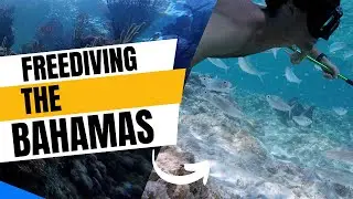 Freediving the Bahamas: Giant Black Groupers