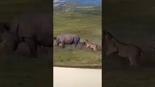 Hearing the lioness, the lion went to the rhinoceros.