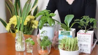 野菜の切れはしから再び野菜を育てる
