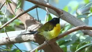 Green -tailed sunbird(Aethopyga nipalensis)