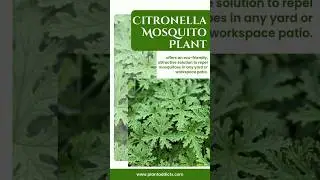 Citronella Mosquito Plant
