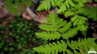 UE4 Fern Collection photorealistic Trailer