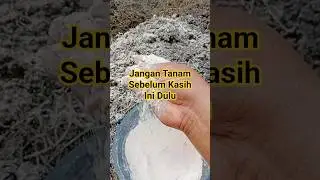 Pupuk Dolomit untuk menetralkan pH. #kapurdolomit #pupukdolomit #kapurpertanian #pengolahanlahan