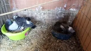 palomos deportivos | de momento va bien la cría.. 😀👍 cullera Valencia