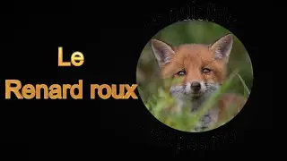 Rencontre avec le Renard roux.
