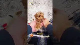Say hello to Robin, the Miniature Poodle boy with a beautiful red coat, a charming white chest, and