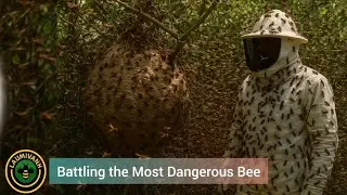 Fighting the World&rsquo;s Most Dangerous Bees! Extremely Dangerous : laumivanh 