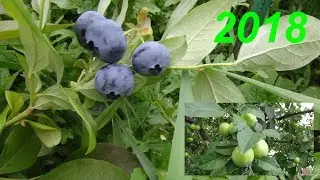 Голубика. Секрет выращивания .Яблоки. Blueberry.