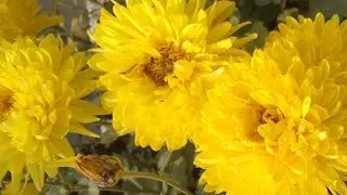 🌼 Morning Garden Live | सुकून की शुरुआत#bloomwithnidhi