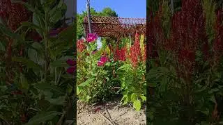 Si Sa Ket Horticultural Research Centre 🌺, ศูนย์วิจัยพืชสวนศรีสะเกษ, Nong Phai, Sisaket, Thailand 🇹🇭