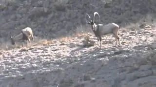 Ibex kirthar national park sindh pakistan