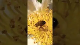 #bee #flowers #nature