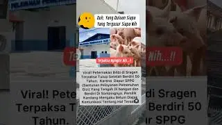 Akibat MBG Peternakan Babi Disragen Tutup..! #shorts #shortvideo #viralvideo #faktaunik #trending