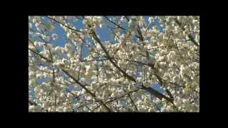 CYL - Obstbl&uuml;te