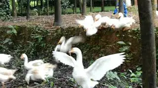 Goose farm kerala