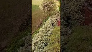 I like this Small park #green plants# Attractive greenery #shorts #whatSapp status