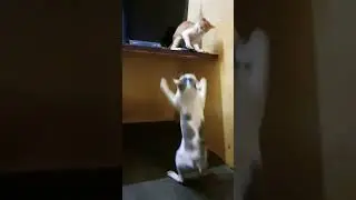 Amazing Fight..Mr White &Kittan..