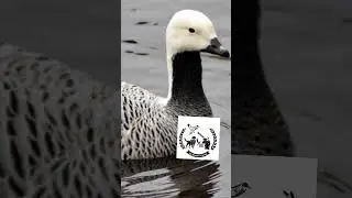 # Emperor goose duck song #$ Ali Hunter King channel #@