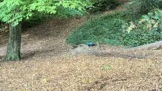 First time I used my rc  