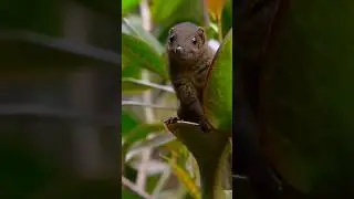Тупайя-главный алкоголик животного мира #youtubeshorts #животные #рек