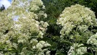 Joe-Pye Weed.MOV