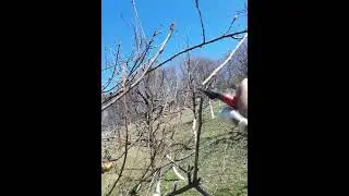 rezidba orezivanje jabuke i kruske