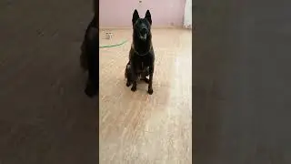 malinois charbonn&eacute;  8 mois