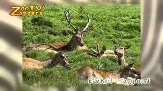 ZooZappers - Red Deer stags in Austria - Edelherten
